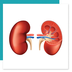 kidneys aald